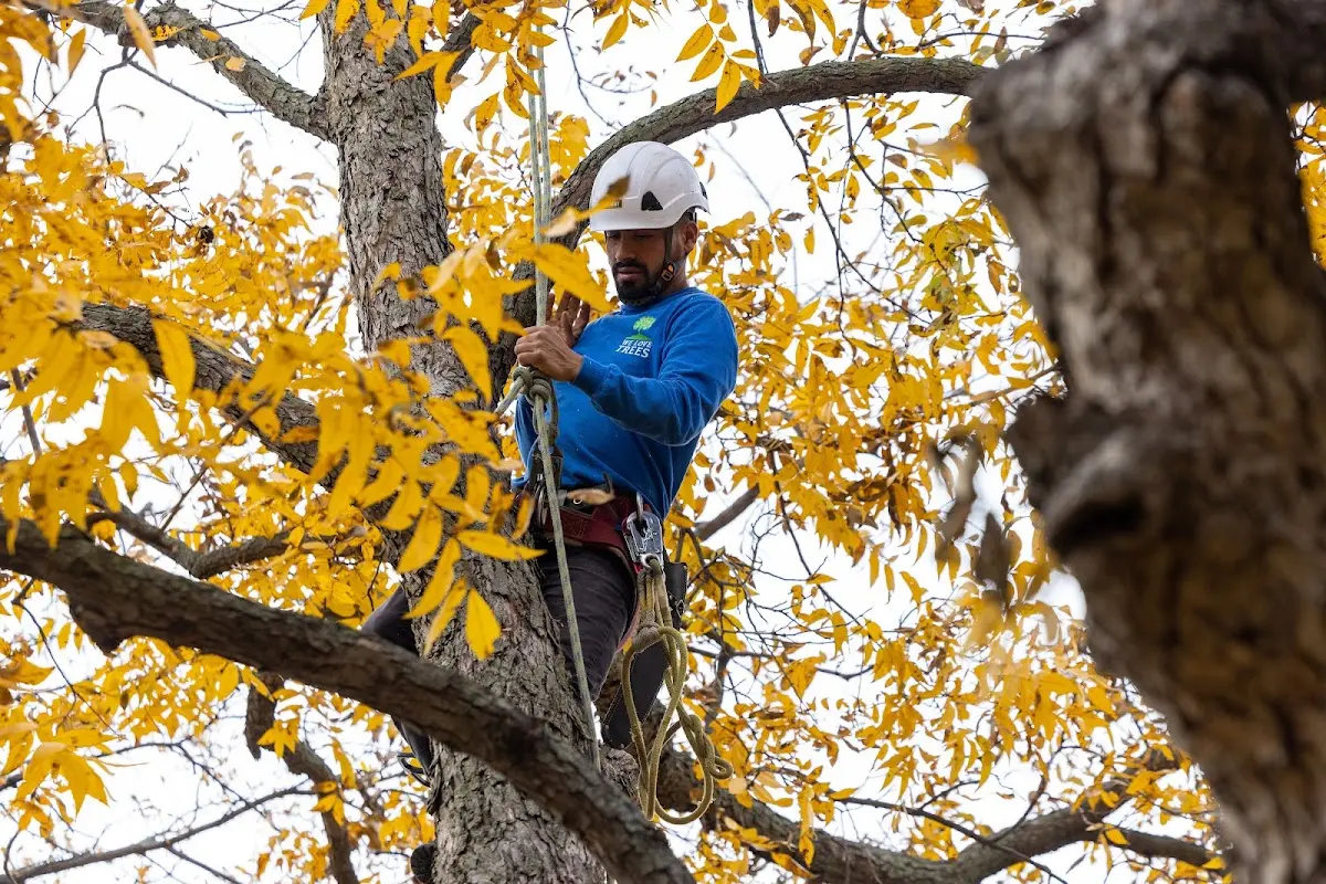 Skilled Tree Planing crew working in Nocatee